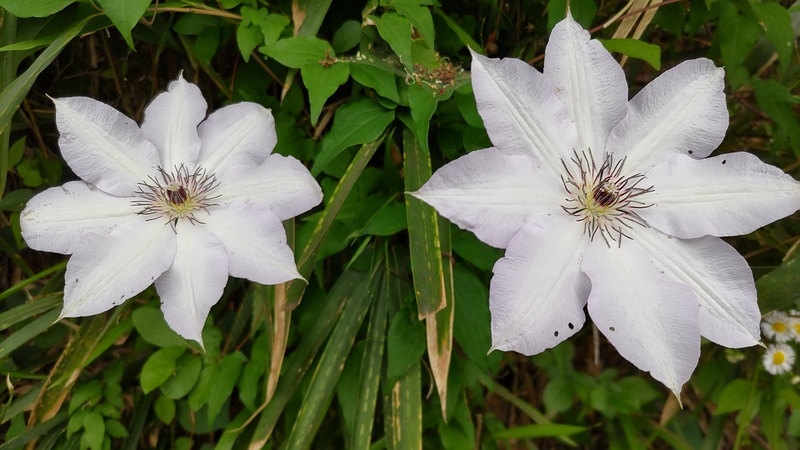 クレマチスの花 横浜市旭区今宿南町