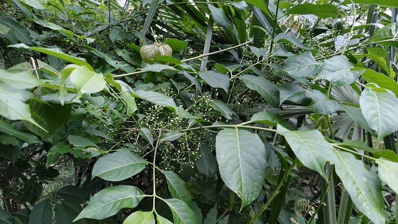 ニガキの果実 横浜市旭区今宿南町