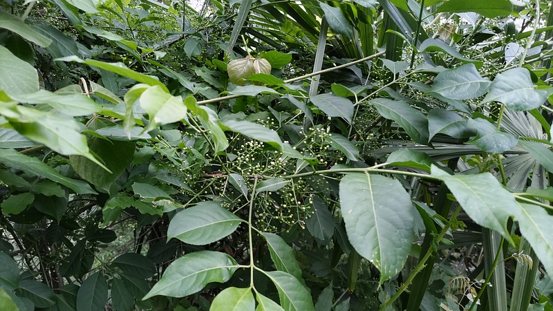 ニガキの果実 横浜市旭区今宿南町