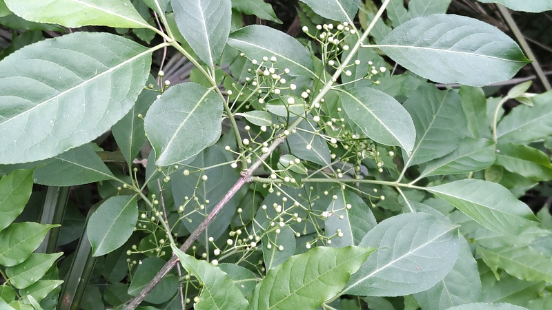 ニガキの果実 横浜市旭区今宿南町