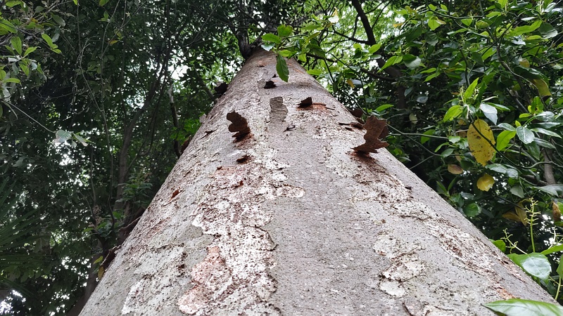 ニガキの樹皮 横浜市旭区今宿南町