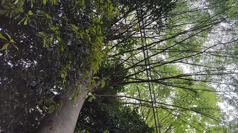 ニガキ 横浜市旭区今宿南町