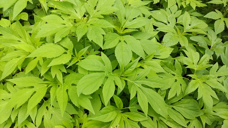 オオブタクサ 横浜市旭区今宿南町