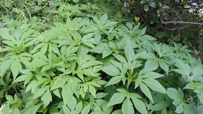 オオブタクサ 横浜市旭区今宿南町