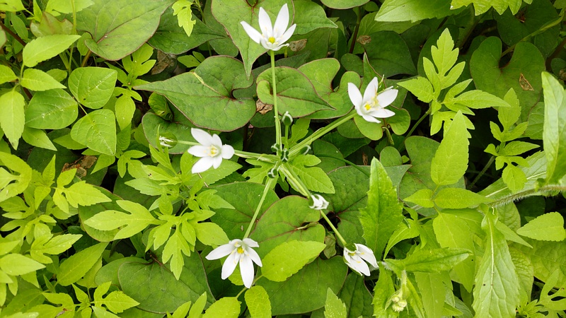 オオアマナの花 横浜市旭区今宿南町