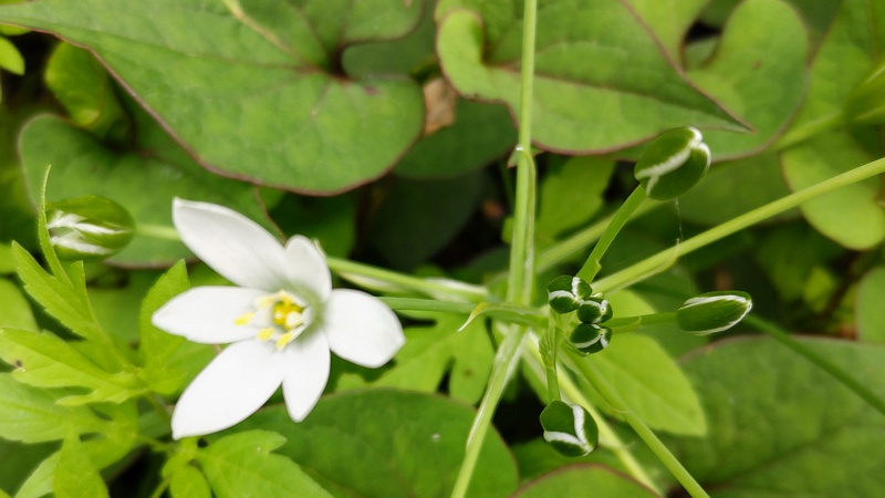 オオアマナの花 横浜市旭区今宿南町