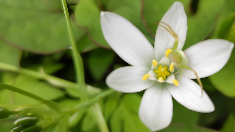 オオアマナの花のハナグモ 横浜市旭区今宿南町