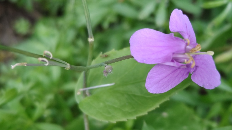 オオアラセイトウの花と成長しつつある果実 横浜市旭区今宿南町