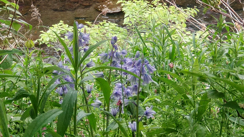 ツリガネズイセンの花 横浜市旭区今宿南町