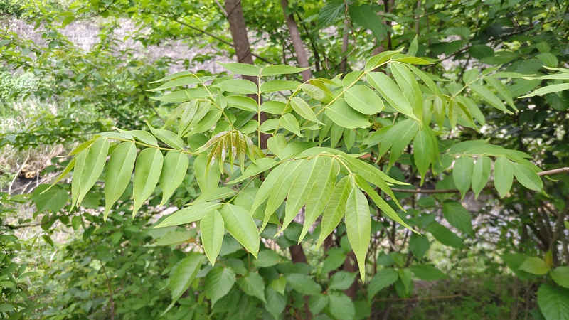 ハゼノキ 横浜市旭区今宿南町