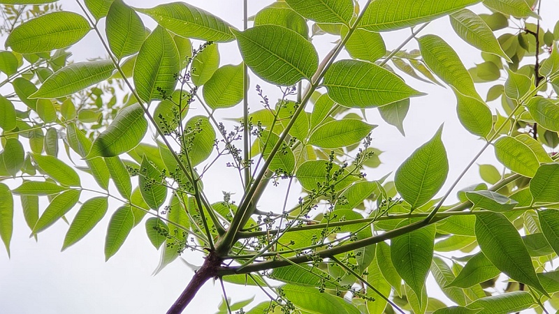 ニガキの果実 横浜市旭区今宿南町