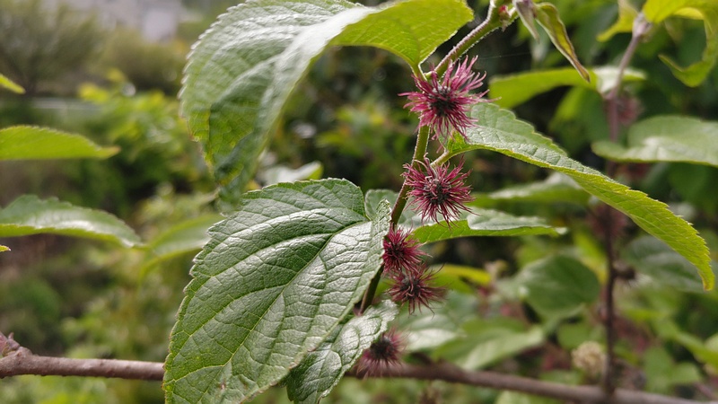 ヒメコウゾの雌花 横浜市旭区今宿南町