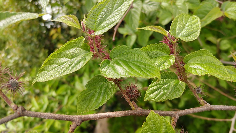 ヒメコウゾの雌花 横浜市旭区今宿南町