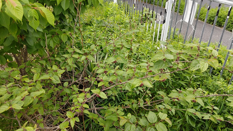 ヒメコウゾの花 横浜市旭区今宿南町