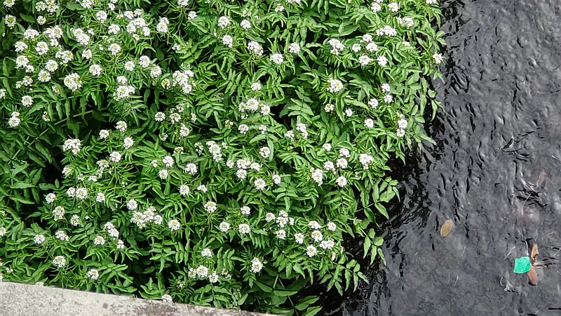 オランダガラシの花 横浜市旭区今宿南町