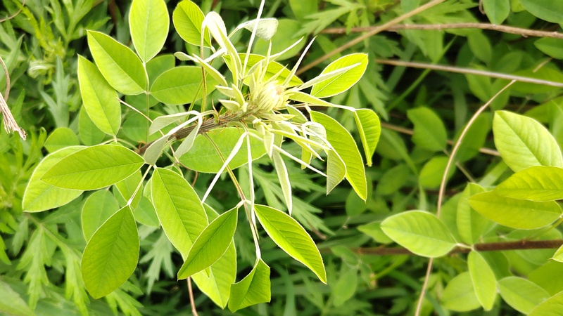 ミヤギノハギの新芽 横浜市旭区今宿南町