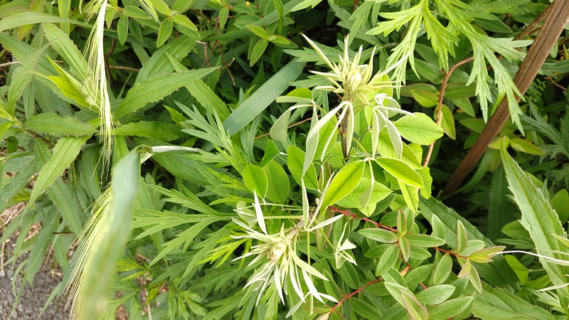 ミヤギノハギの新芽 横浜市旭区今宿南町