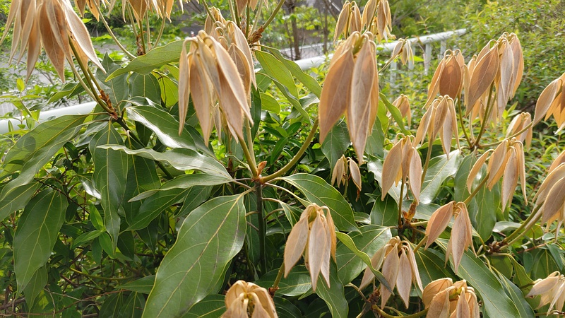 シロダモの新芽 横浜市旭区今宿南町