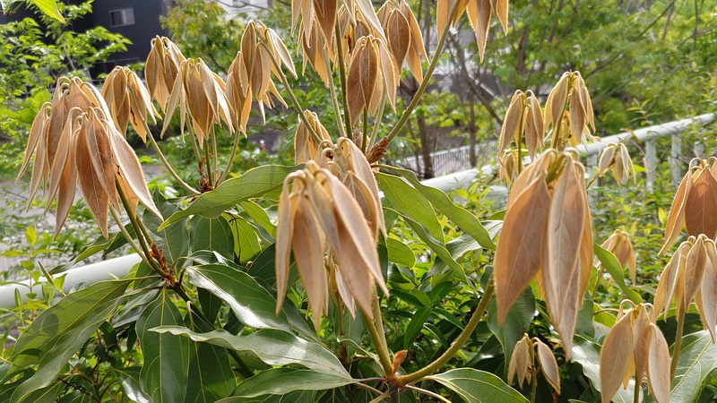 シロダモの新芽 横浜市旭区今宿南町