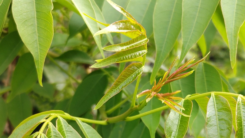 ハゼノキの新芽 横浜市旭区今宿東町