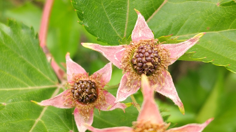 カジイチゴの果実 横浜市旭区今宿東町
