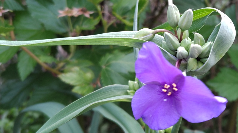 ムラサキツユクサの花 横浜市旭区今宿東町