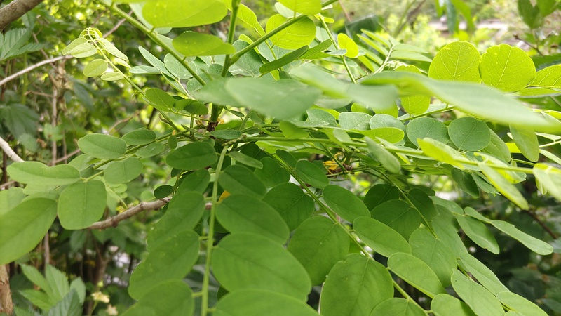 ニセアカシア 横浜市旭区今宿東町