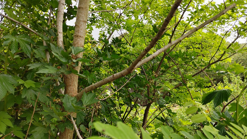 ニセアカシア 横浜市旭区今宿東町
