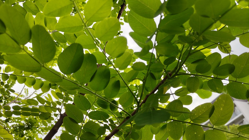 ニセアカシア 横浜市旭区今宿東町