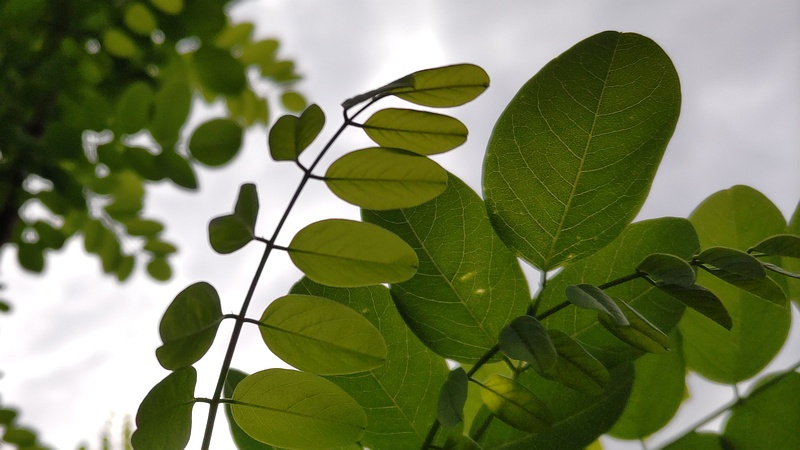 ニセアカシア 横浜市旭区今宿東町