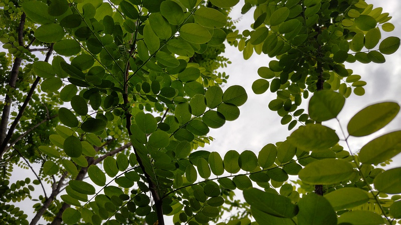 ニセアカシア 横浜市旭区今宿東町