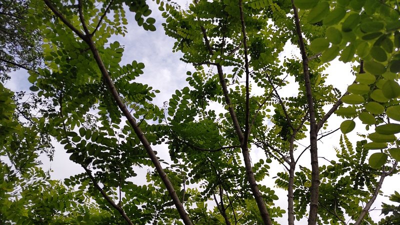 ニセアカシア 横浜市旭区今宿東町