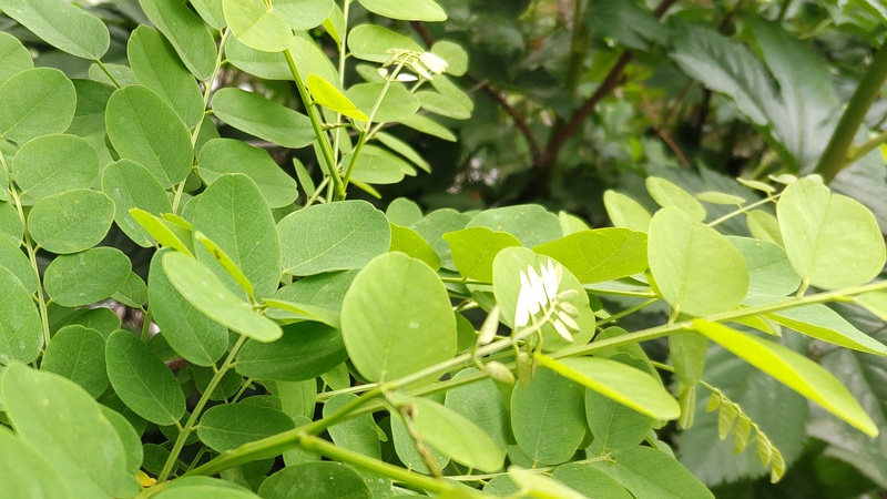 ニセアカシアの蕾 横浜市旭区今宿東町