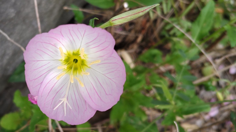 ヒルザキツキミソウの花 横浜市旭区今宿東町