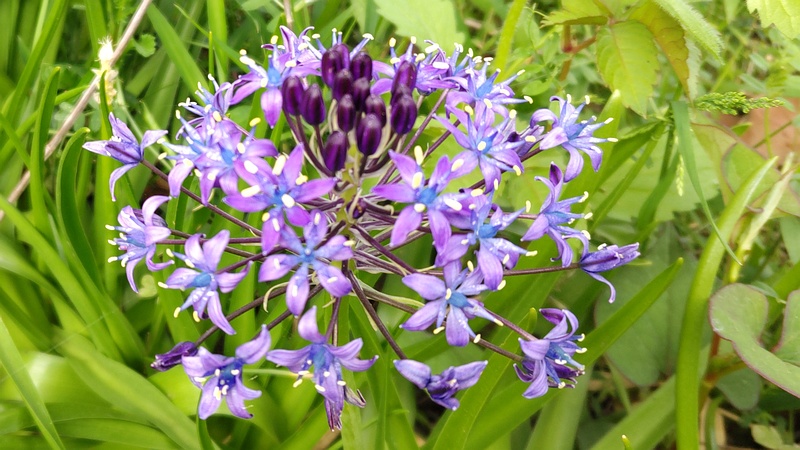 オオツルボの花 横浜市旭区今宿東町