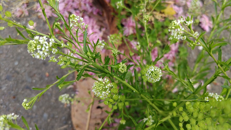 マメグンバイナズナの花 横浜市旭区今宿東町