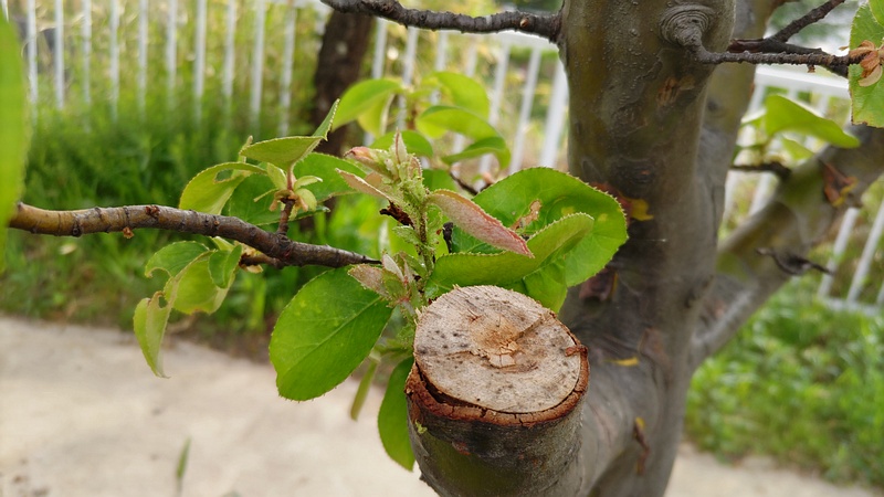 カリン 横浜市旭区今宿東町
