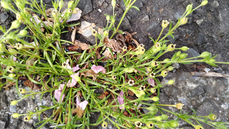 ツメクサの果実 横浜市旭区今宿東町