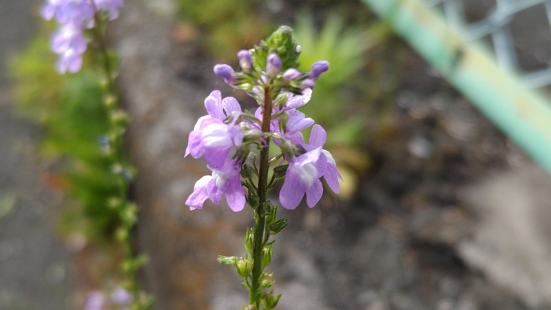 マツバウンランの花 横浜市旭区今宿東町