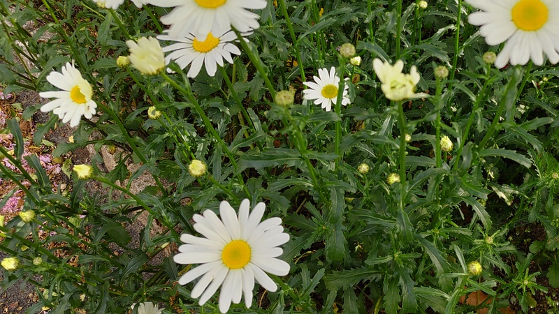 フランスギクの花 横浜市旭区今宿東町