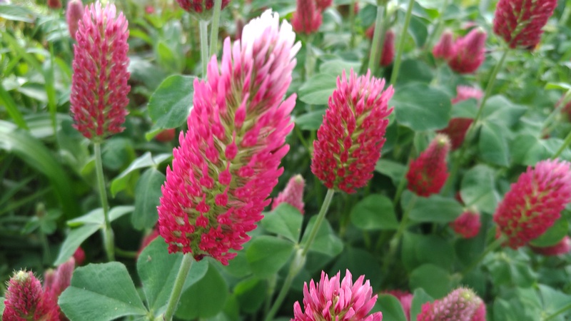 ベニバナツメクサの花 横浜市旭区今宿東町