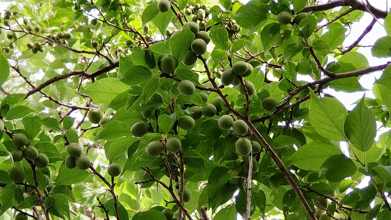 ウメの果実 横浜市旭区今宿東町