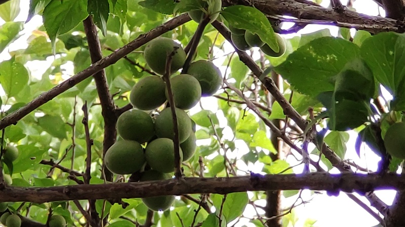ウメの果実 横浜市旭区今宿東町