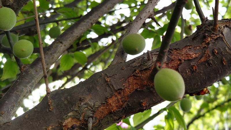 ウメの果実 横浜市旭区今宿東町