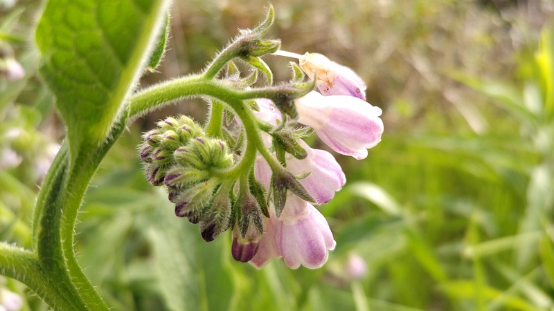 ヒレハリソウの花 横浜市旭区鶴ヶ峰本町