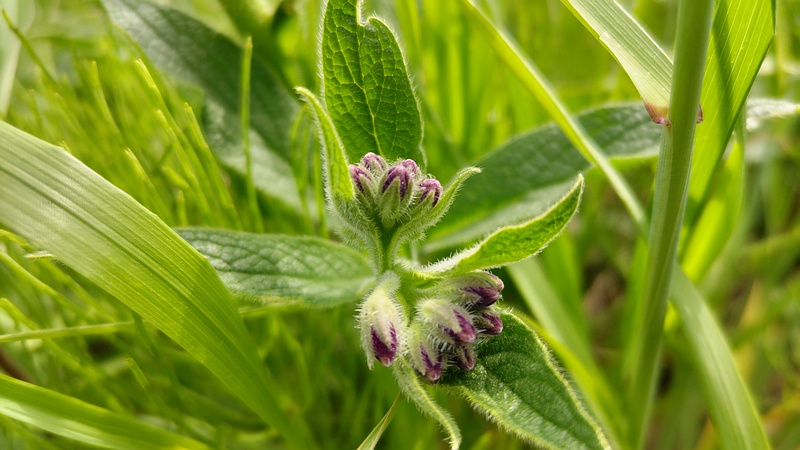 ヒレハリソウの蕾 横浜市旭区鶴ヶ峰本町
