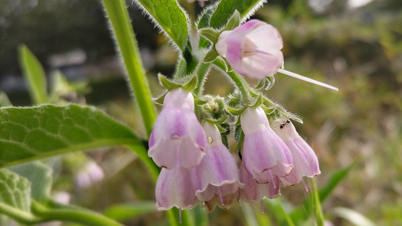 ヒレハリソウの花 横浜市旭区鶴ヶ峰本町