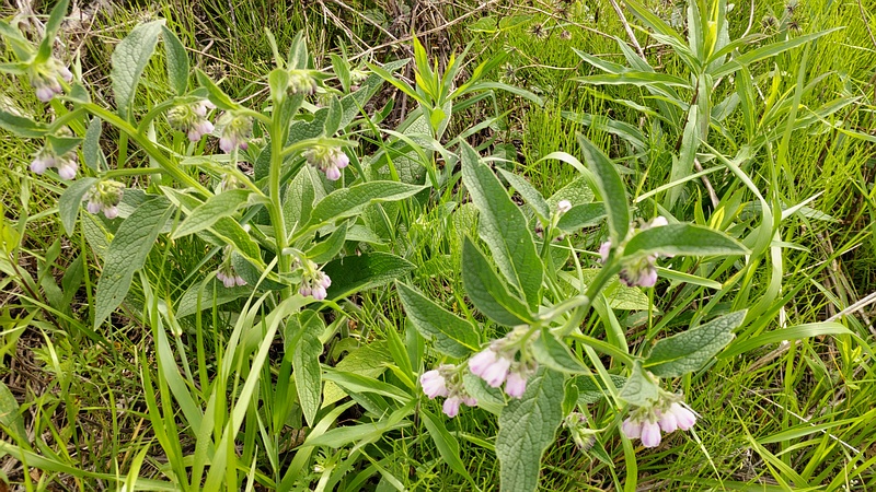 ヒレハリソウの花 横浜市旭区鶴ヶ峰本町