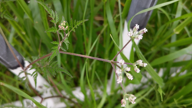 ヤブジラミの花 横浜市旭区鶴ヶ峰本町