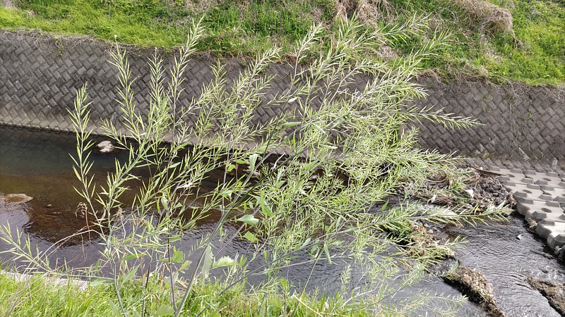 カラシナの果実 横浜市旭区鶴ヶ峰本町